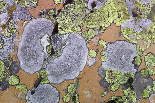 Canada, British Columbia Lichen on rock